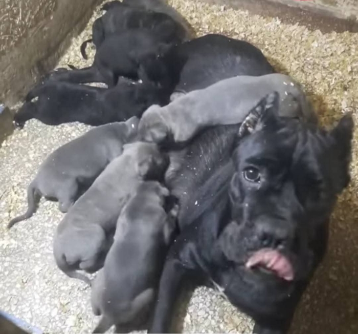 Super femelle cane corso adulte