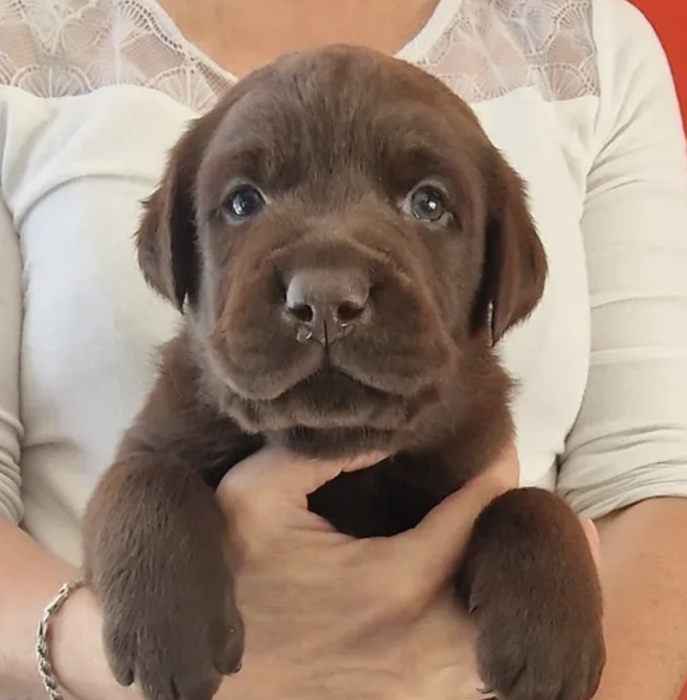Chiots labrador sablé et chocolat