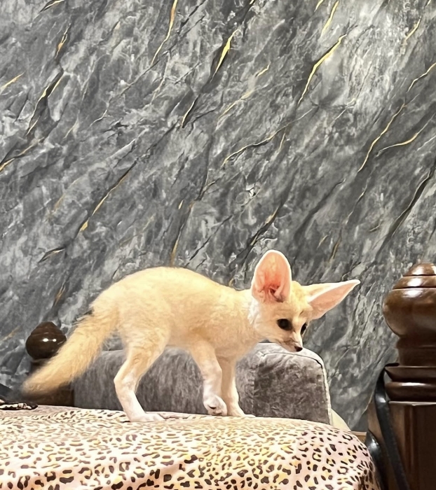 Fennec fox