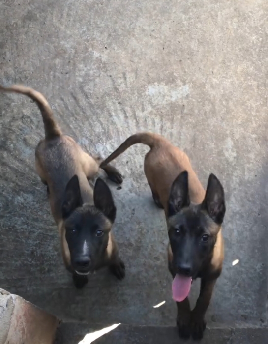 Super femelle malinois charboni