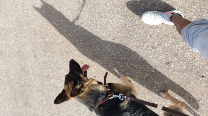 Femelle berger allemand