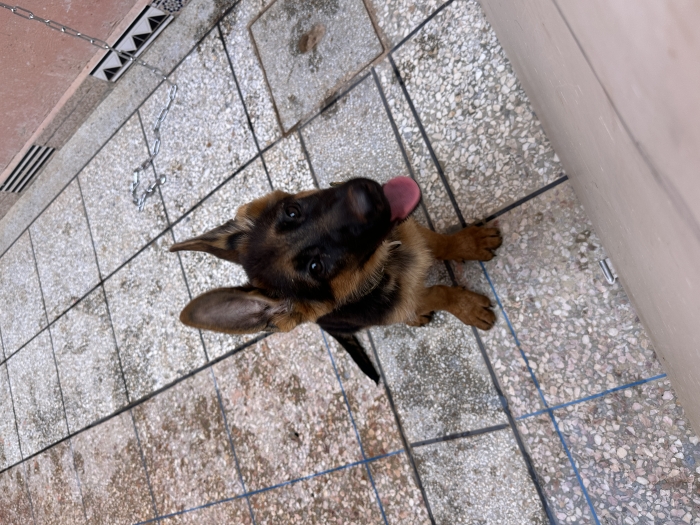 Une femelle chiot Berger Allemand