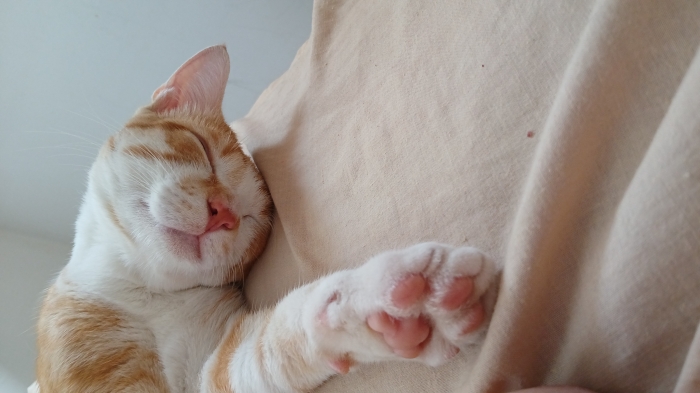 Chat vacciné mâle