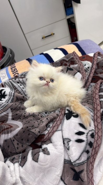 Chat Himalaya persan chinchilla yellow royal