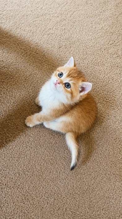 British shorthair couleur golden pur race