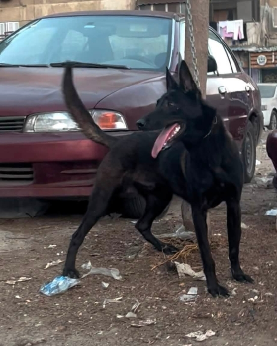 Excellent chiots malinois charboni noir