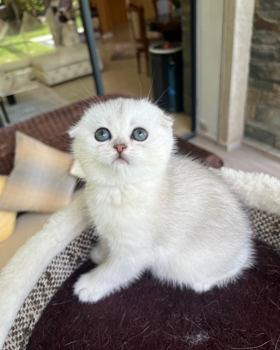 Chatons British et scottish