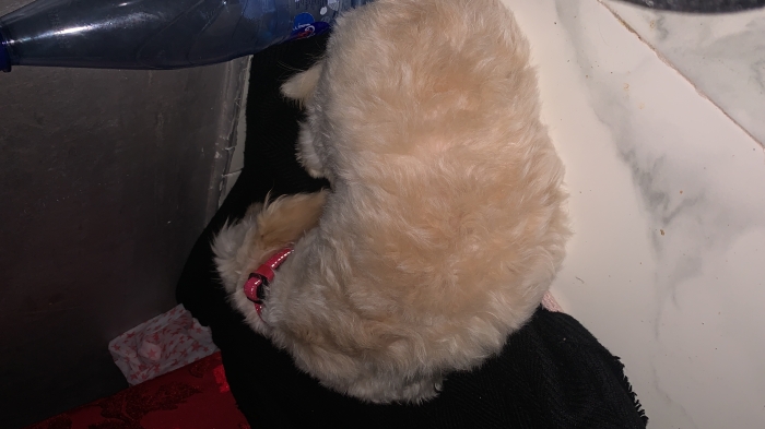 Bichon Maltais