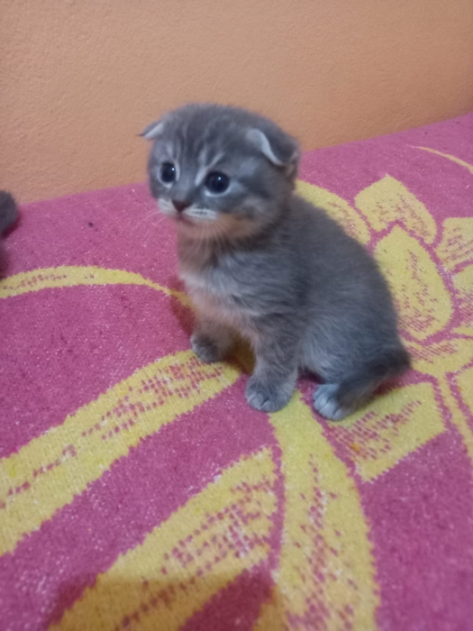 Chatons Scottish fold et straight