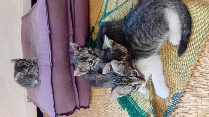 Chatons à  donner