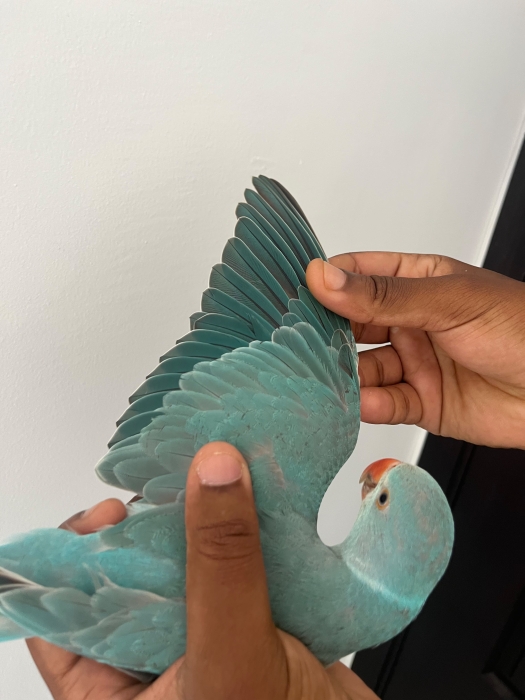 Perruche à collier 6 mois