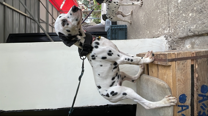 Dalmatien