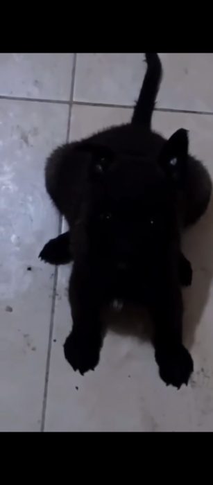 Excellent chiots malinois charboni noir