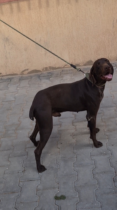 Chien German Shorthaired Pointer - Braque Allemand