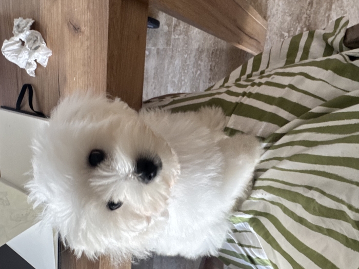Bichon maltais 4mois totalement vacciné