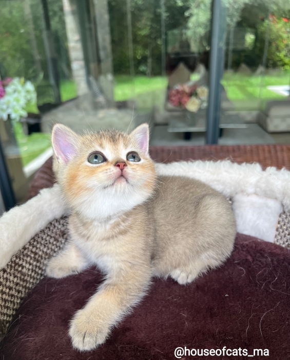 British shorthair golden