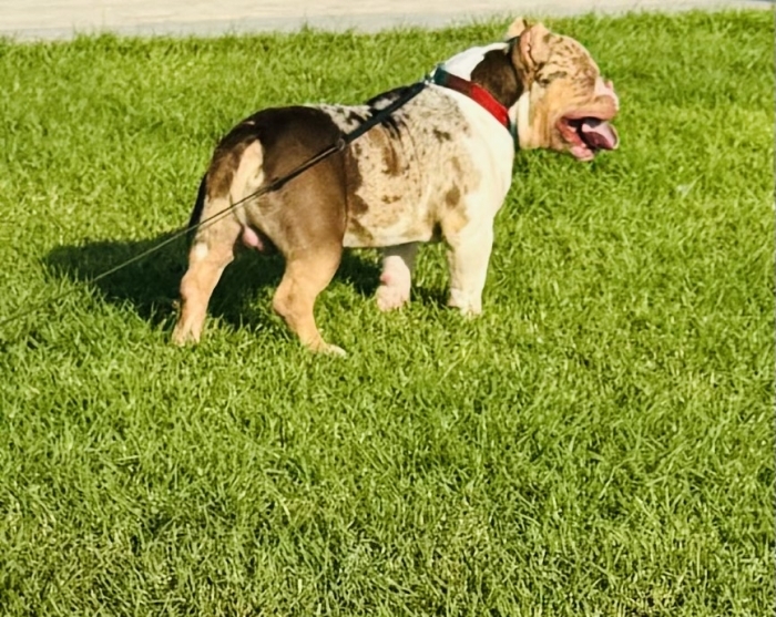 Américain bully
