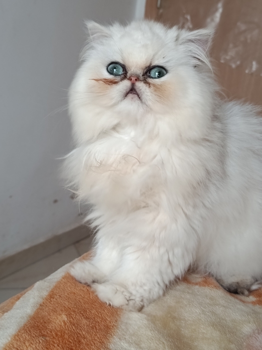 Femelle persan 2 mois