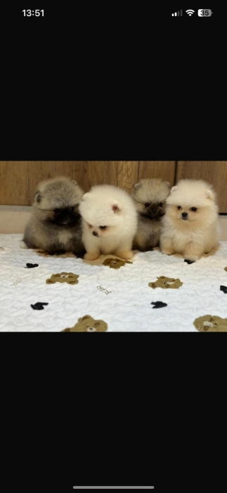 spitz nain loulou de pomeranie