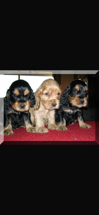Chiots cocker spaniel