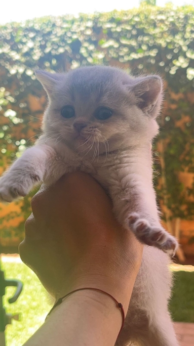 Scotish chaton