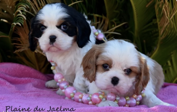 Cavalier King Charles