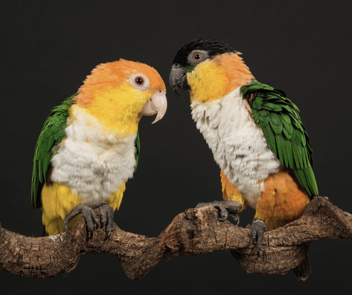 Caïque there orange Et tete noir