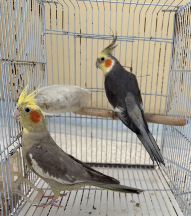 2 couples calopsit