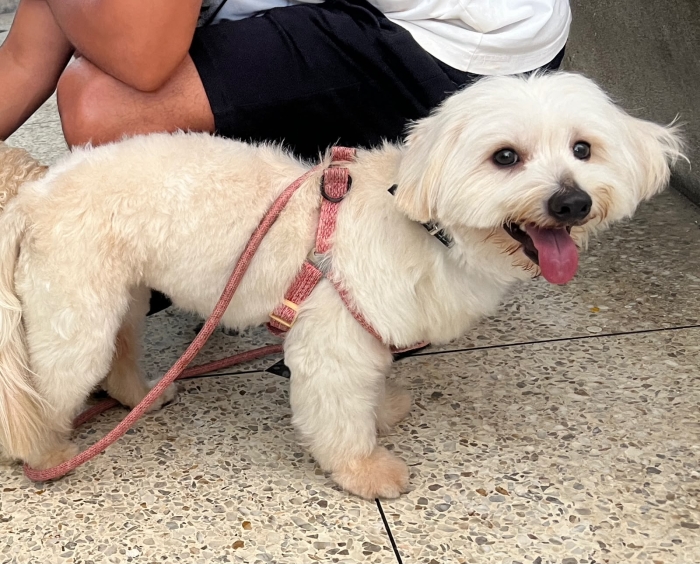 Bichon maltais