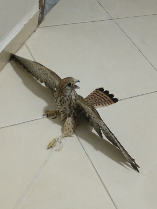 طائر العوسق (Kestrel) هو صقر صغير من الجوارح ينتمي إلى جنس الصقر وعائلة الصقريات