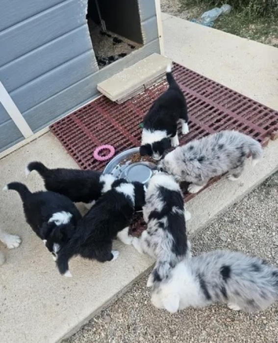 Boder collie