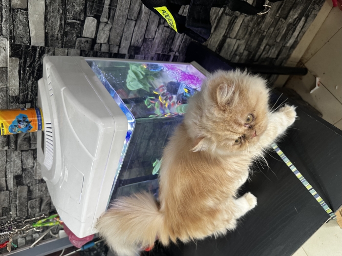 Chaton de race persan