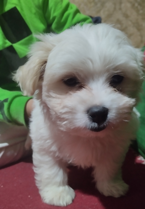 كلب بيشو مالطي