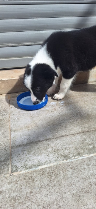 Border collie