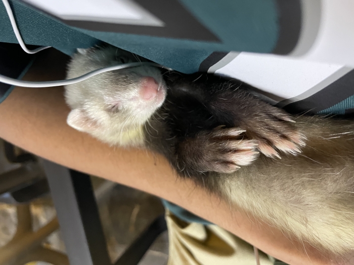 Ferrets