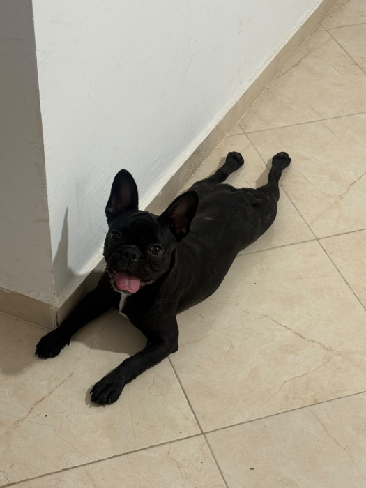 Bull dog french femal