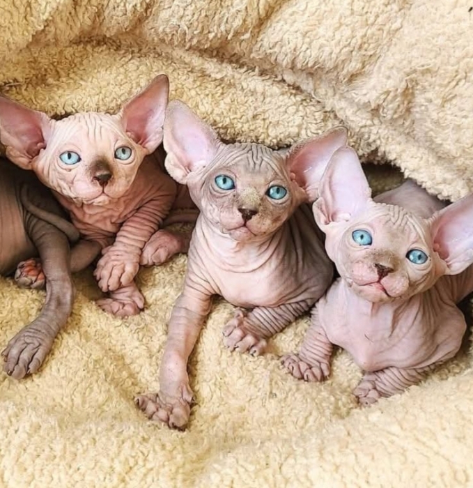 Sphynx canadien chaton