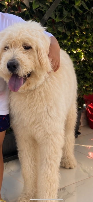 Chien labradoodle