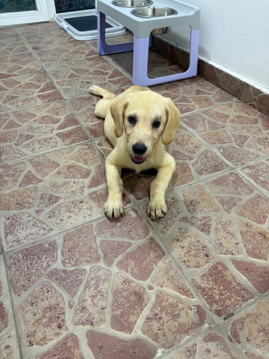 Labrador