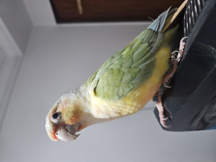 Conure molina mooncheek dressé