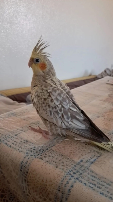 calopsitte latino