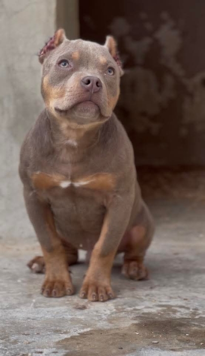 American bully