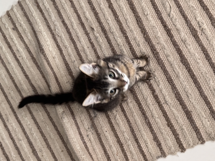 Chat pour adoptation