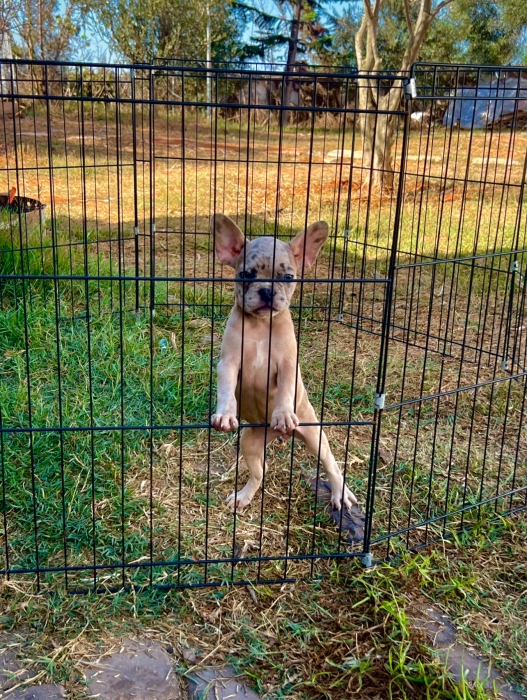 Bulldog Français Exotique 🐾