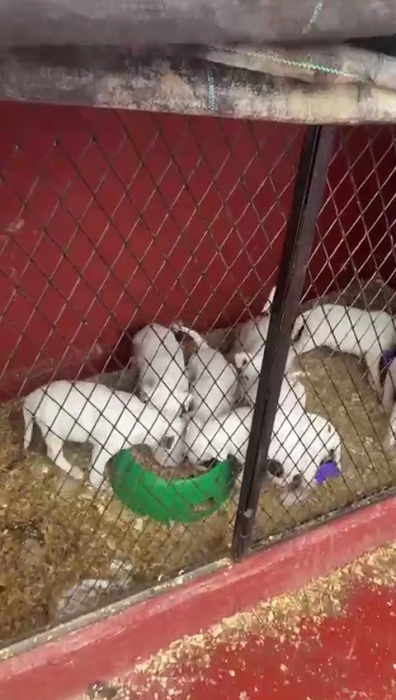 8 chiens dog argontin