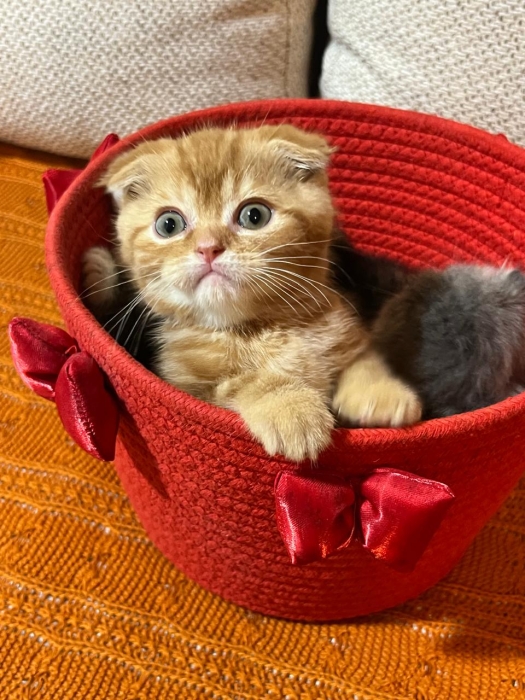Scottish fold