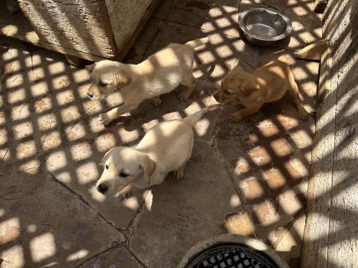 Labrador race pure