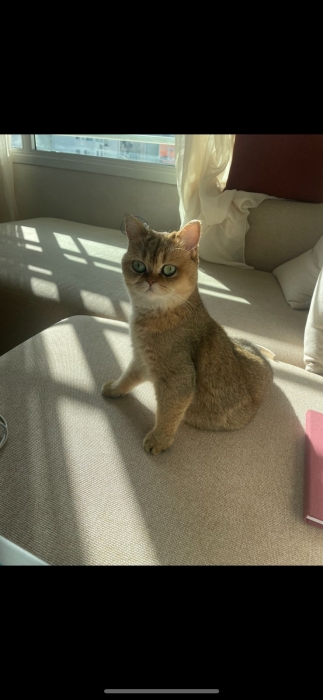 British femme un an et demi