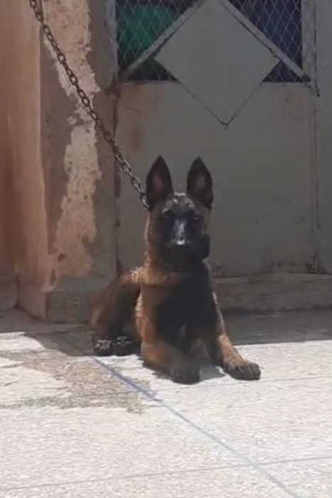 Femelle malinois charboni