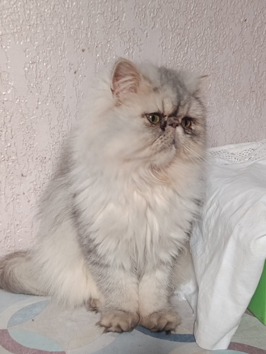 Femelle persan chinchilla